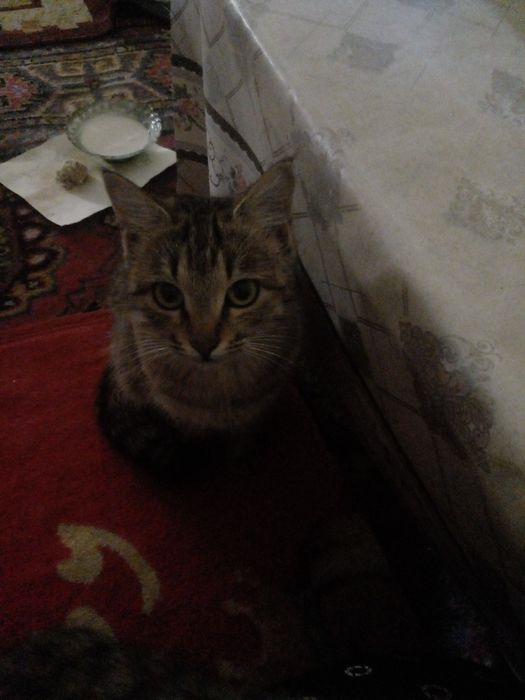 Отдам даром кошку Пиших беремыз