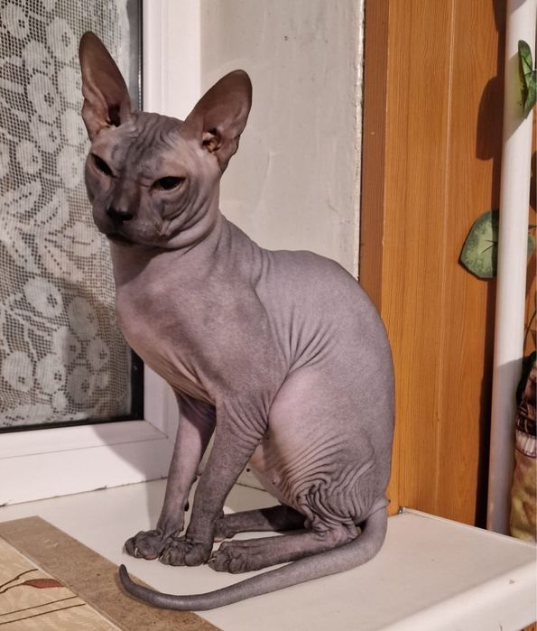 Котята Канадского Сфинкса