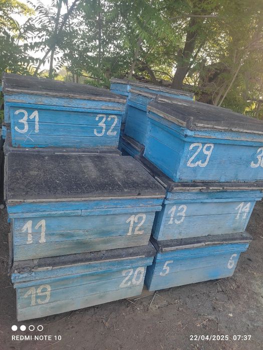 Asalari uyasi i sotiladi tez va arzon