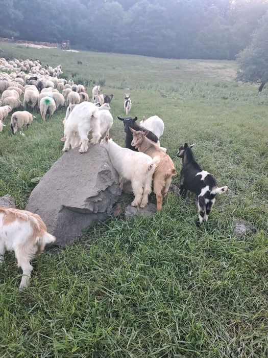 Vând iezi pt sacrificat