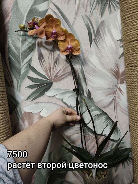 Орхидеи в подарок