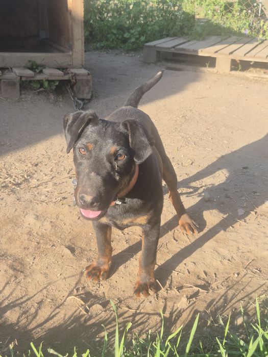 Мъжки ягдтериер 9