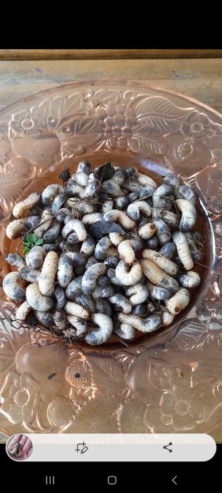 Черви для рыбалки личинка бронзовки