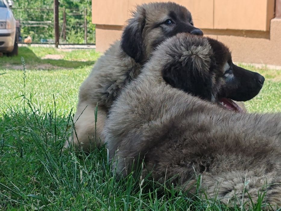 Cățel ciobănesc caucazian cu pedigree