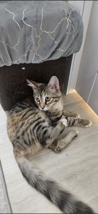 Котёнок отдам в добрые руки  котёнок отдам в добрые руки