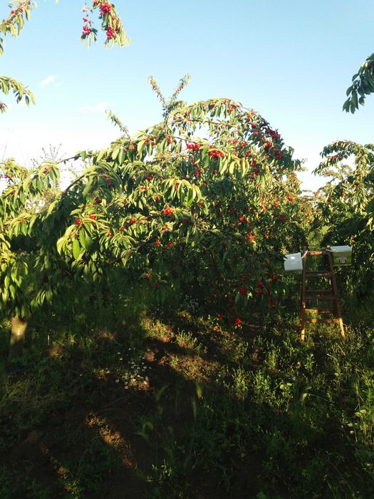 Продава се 11 дка млада черешова градина