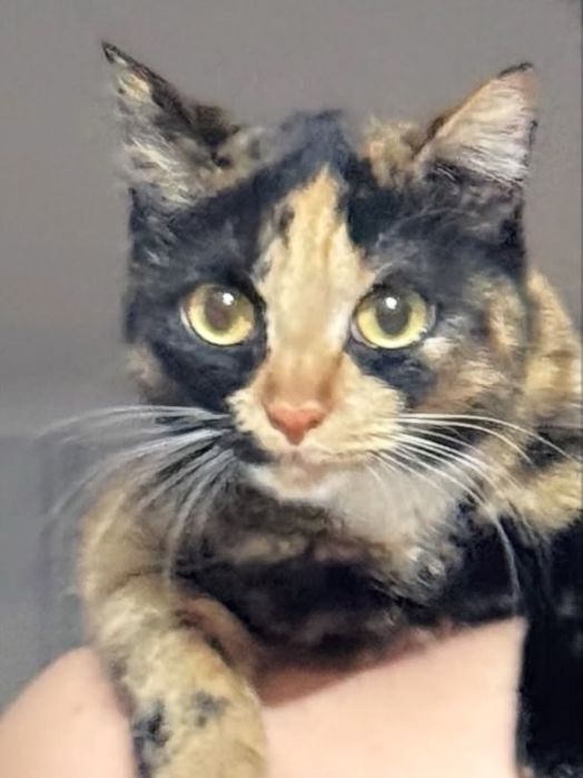 Отдам кошку в добрые руки
