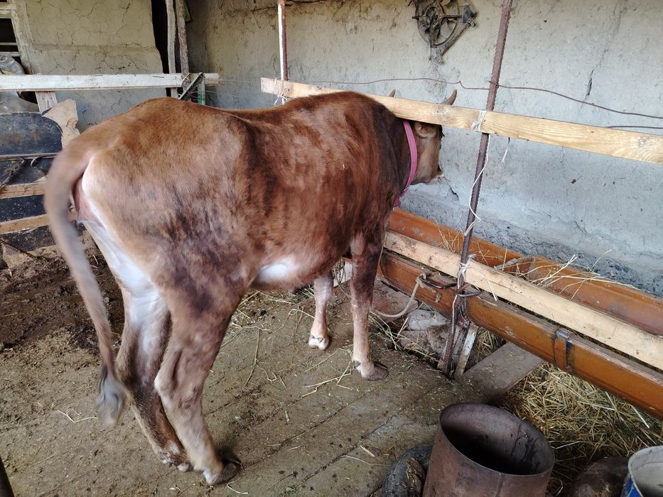 Хуложин в сотилади