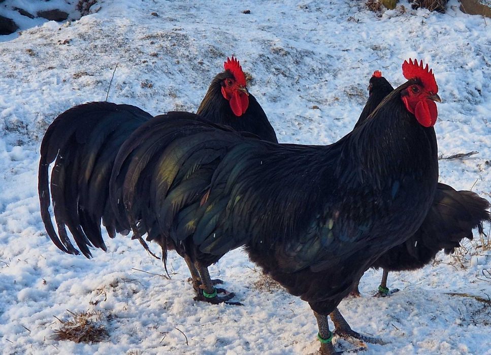 Cocoș Australorp negru,rasa pură