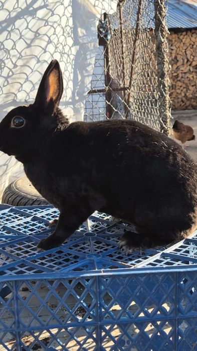 Rex pitic de vanzare