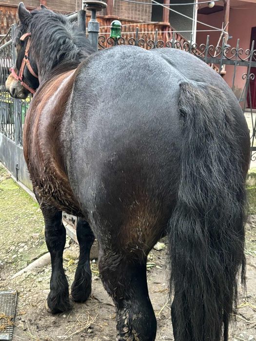 De vânzare mânz de un an și patru luni