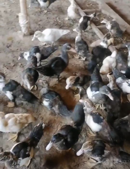 Индушкалар сотилади