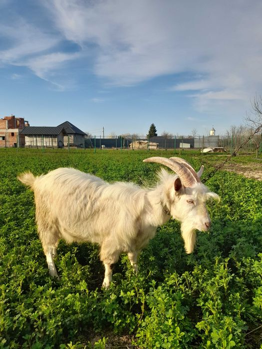 Vand tap saanen si capra alpina