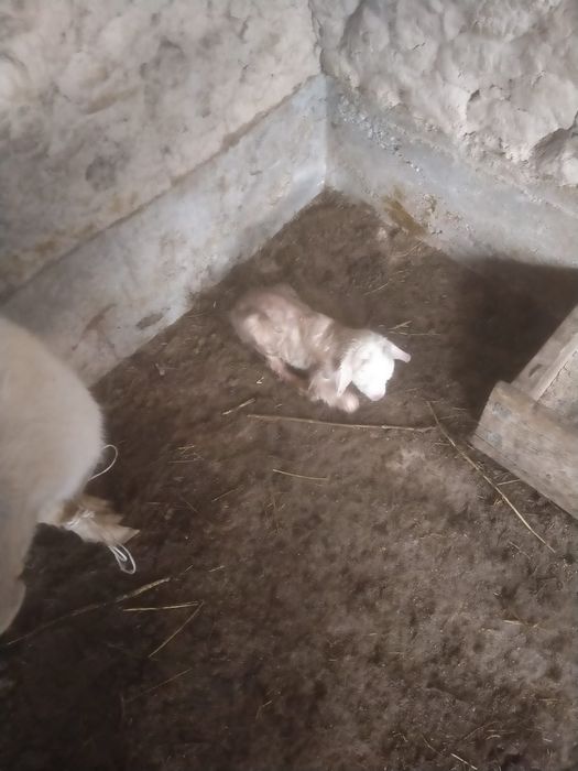 Орыстн ешкиси сауынды