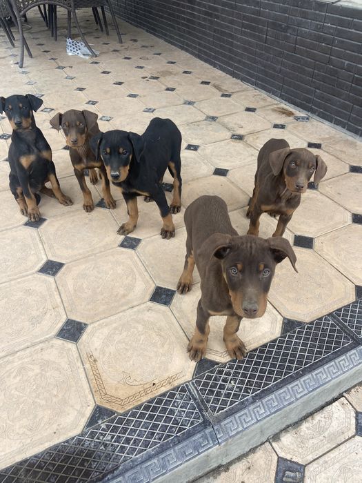 Щенки Добеман