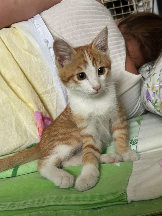 Котёнок отдадим добрые руки