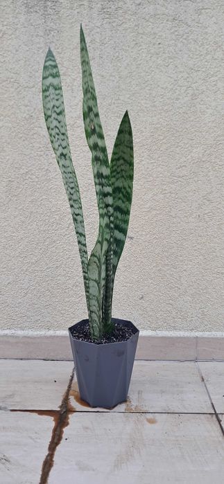 Сансевиера, Snake plant