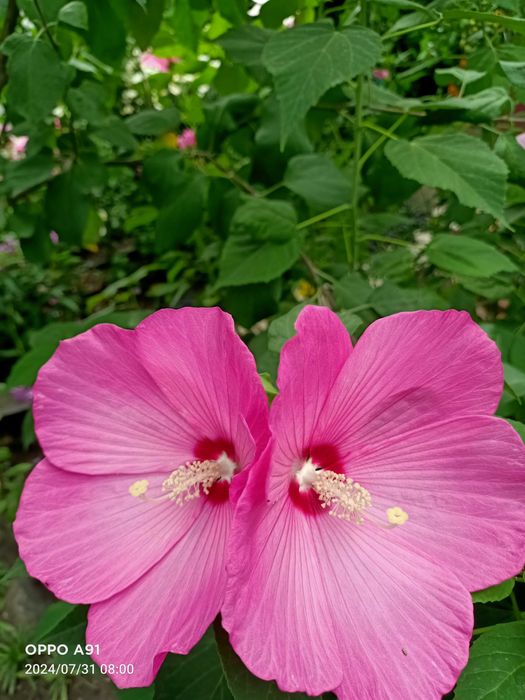 Травянистый гибискус