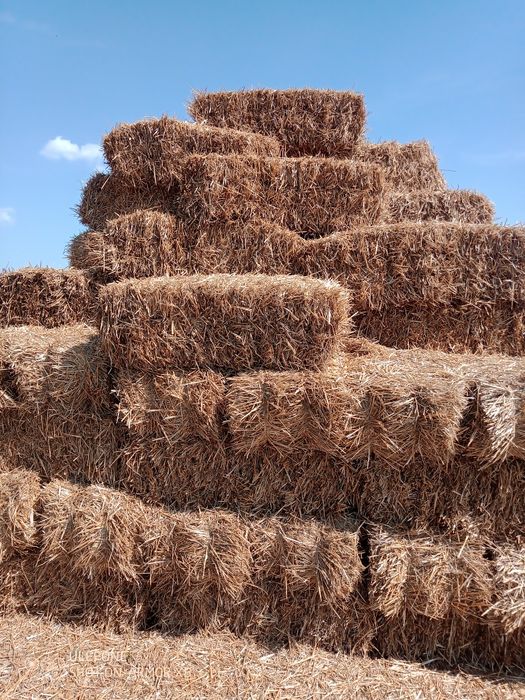 Vând baloți pae de grâu și triticale