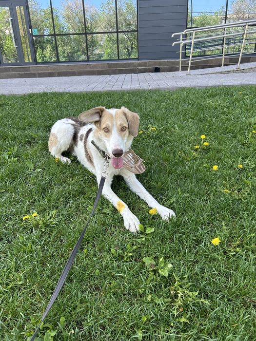 Отдаем пса, срочно