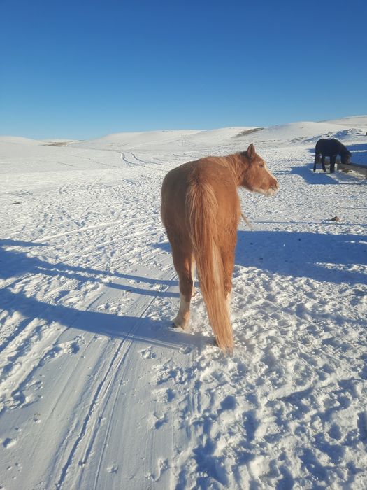 Продам    лошадь