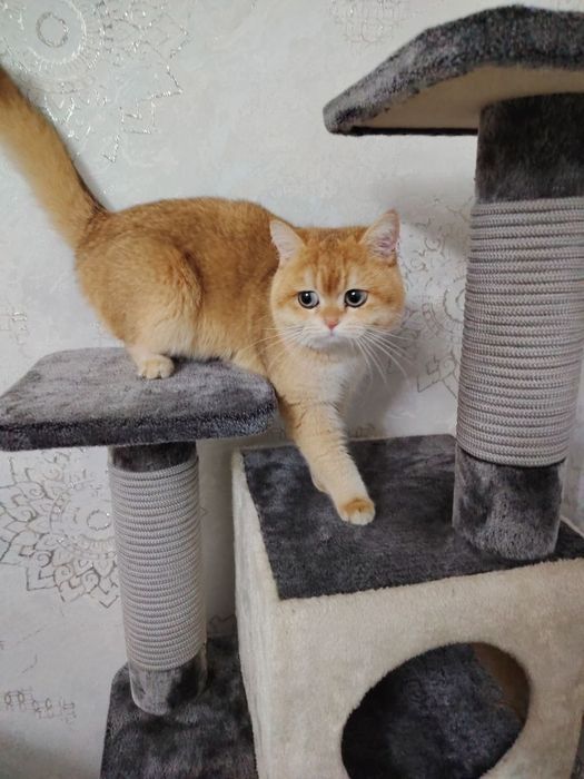 Zalatoy shinshila Ny12