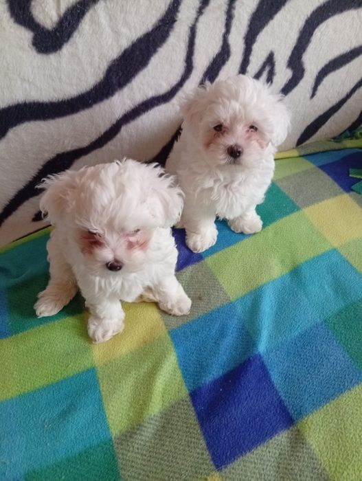 Bichoni maltezi albi