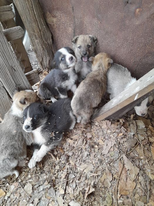 Ofer spre adoptie catei