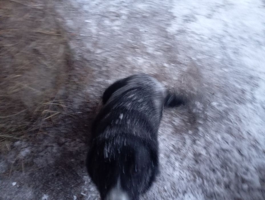 Отдам щенка в хорошие руки.