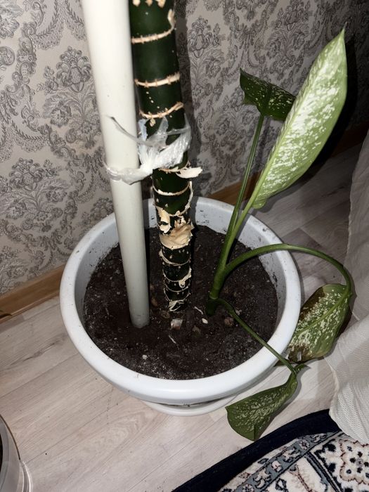 диффенбахия пятнистая (Dieffenbachia maculata)