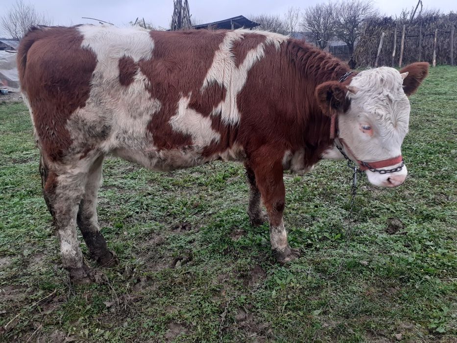 Vițea bălțată Românească,de vânzare