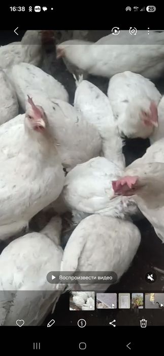 Куры домашние несушки