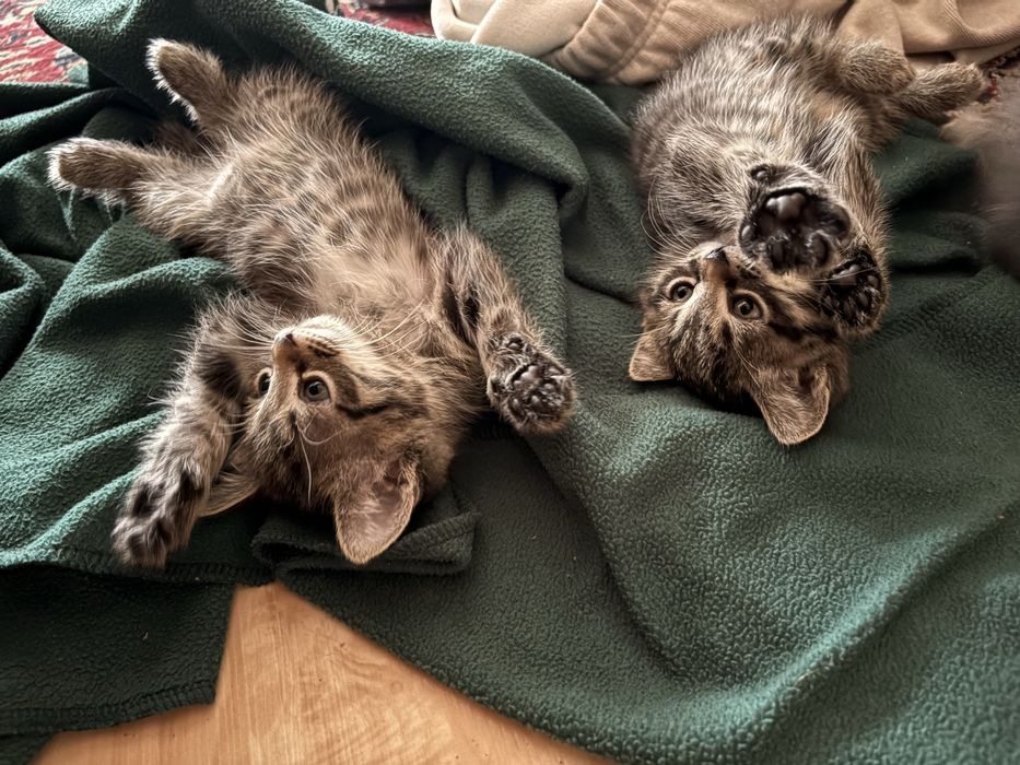 Отдам котят в добрые люди