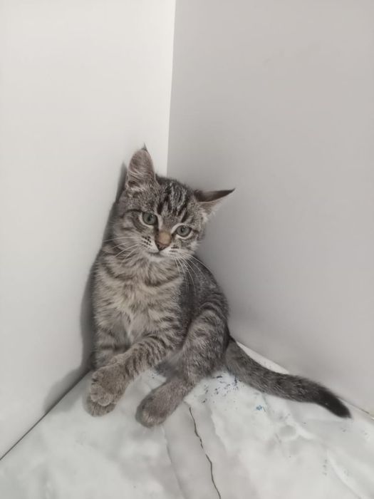 Отдам котёнка в добрые руки
