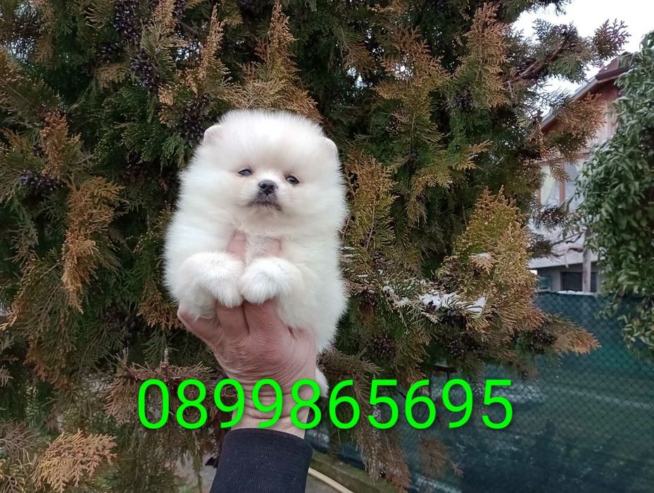 Момиченце! Померан!