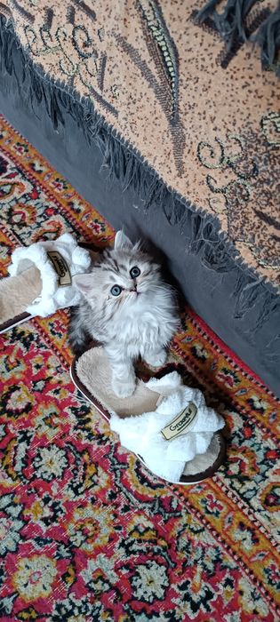 Котята шотландцы