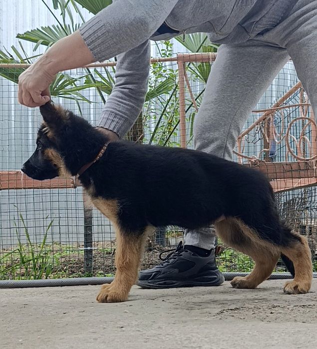 Немецкие овчарки ( стандарт)