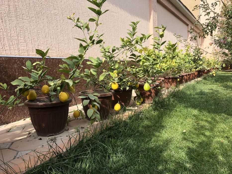Limon daraxtlar bor
