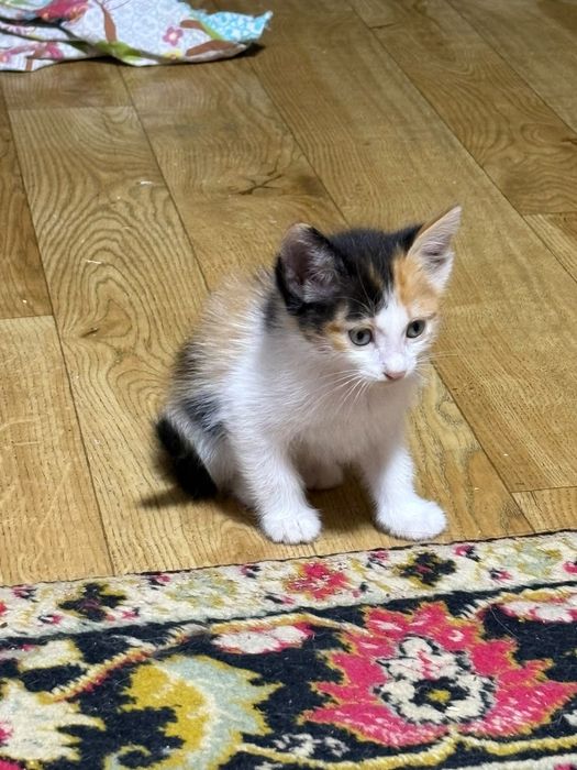 Отдам домашних котят
