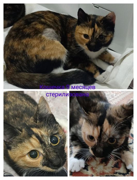 Отдам бесплатно в добрые руки