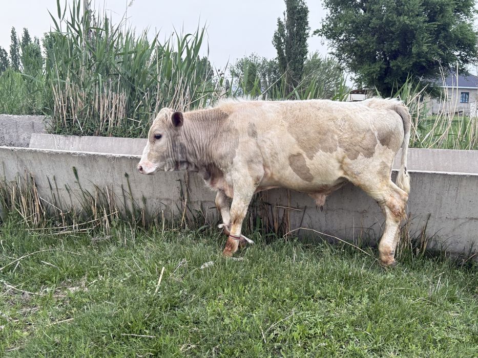 Бычок бычки бұқа сатылады