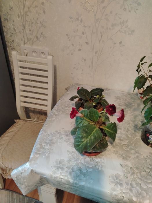 Глоксиния красная