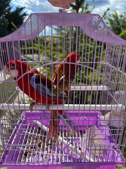 Papagali Rosella