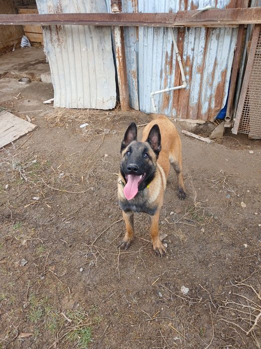 бельгийский овчарка Малинуа