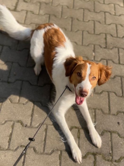 Pet sitter animale