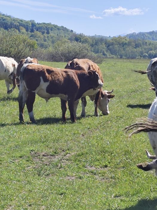 Vând tăuraș 300 de kg
