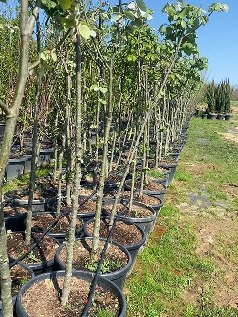 Фиданки медоносна липа и акация с наситен аромат