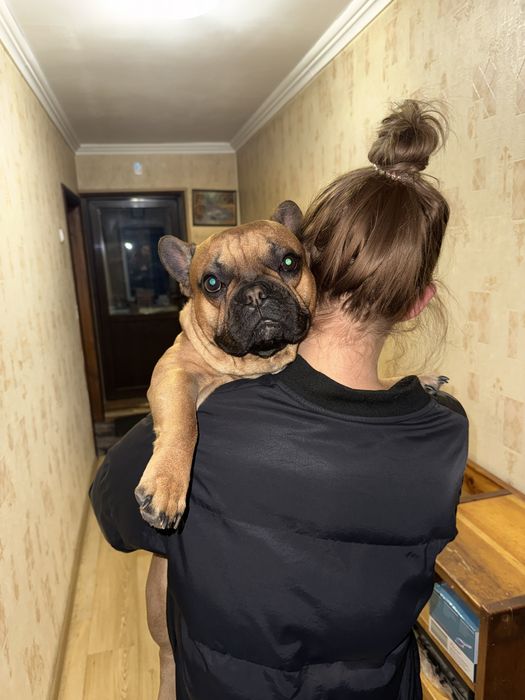 Французский бульдог ищет невесту