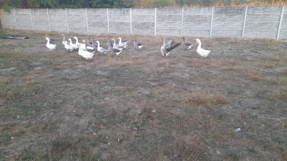 22 gaste si gascani diverse rase și metiși lor