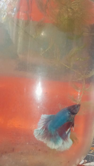 Петушки рыбки молодые